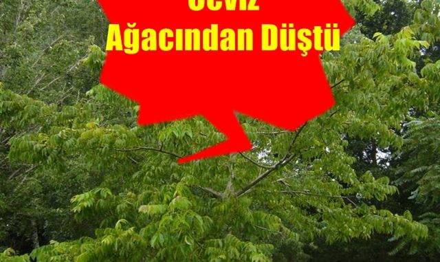 CEVİZ AĞACINDAN DÜŞTÜ HASTANELİK OLDU