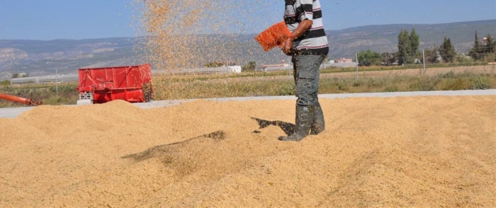 Durağan’da Çeltik Kurutma Mesaisi Başladı