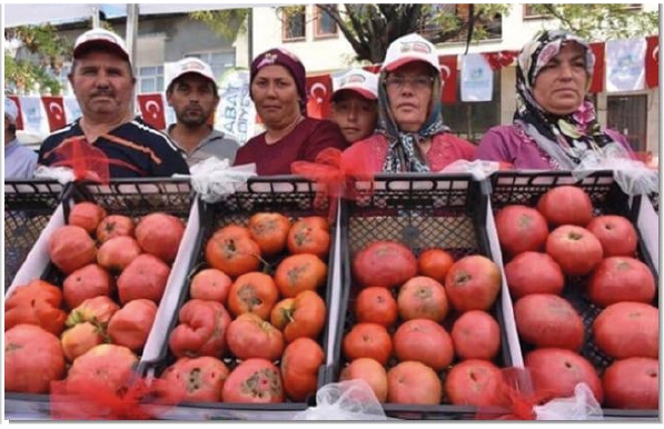 Boyabat Gazidere Domatesi Tescillendi