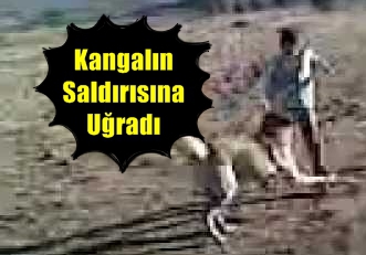 KANGAL KÖPEĞİN SALDIRISINA UĞRADI